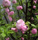 Migdałek trójklapowy (Prunus triloba)